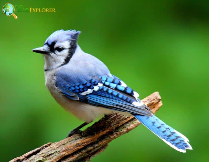 Fish Crows Can Adopt Other Birds Fish Crows Can Adopt Other Birds