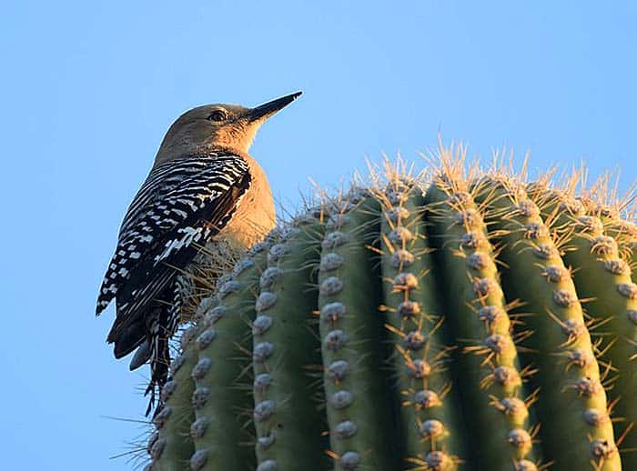 Gila Woodpecker Gila Woodpecker