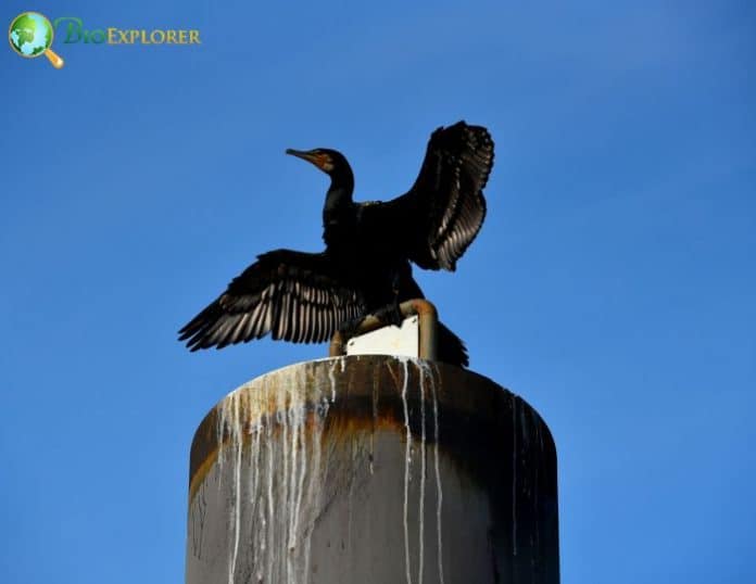 Great Cormorant Phalacrocorax Carbo Black Bird Diet Facts