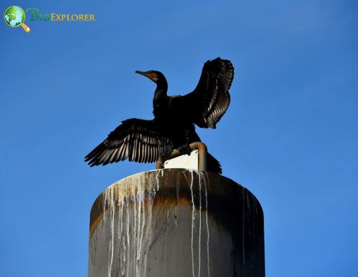 Great Cormorants have many names Great Cormorants have many names