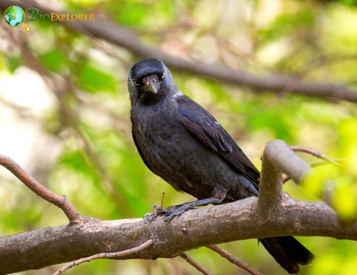 Jackdaw imitates humans