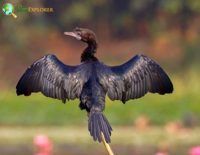 Little Cormorants Engage In Asynchronous Hatching Little Cormorants Engage In Asynchronous Hatching
