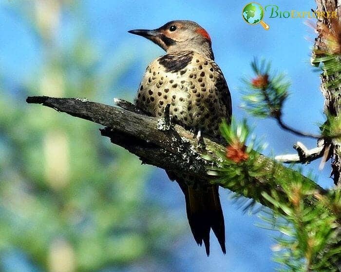 Northern Flicker (Birds Of Oregon) Northern Flicker (Birds Of Oregon)