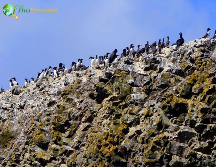 Pelagic Cormorants Use Guano Pelagic Cormorants Use Guano