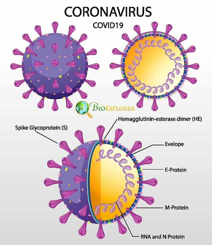 RNA COVID RNA COVID