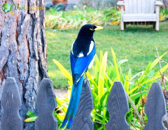 Yellow Billed Magpie Fun Facts Yellow Billed Magpie Fun Facts