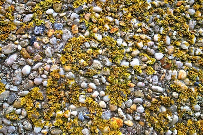Algae Medicines Algae Medicines