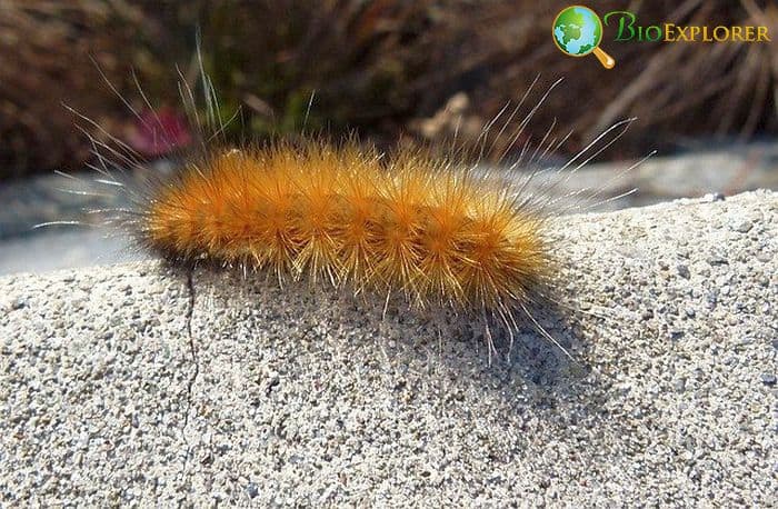 Arctic Wooly Bear Moth Arctic Wooly Bear Moth