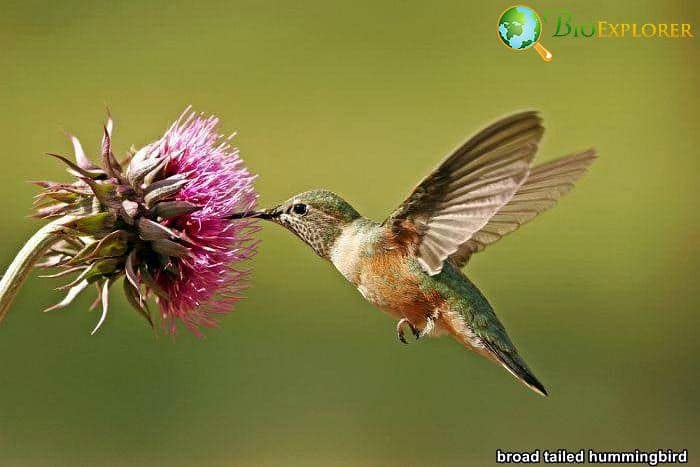 Broad-Tailed Hummingbird Broad-Tailed Hummingbird