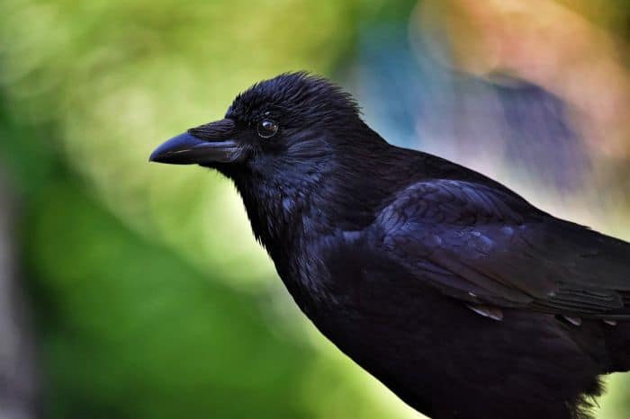 What is the difference between a crow and a carrion crow? What is the difference between a crow and a carrion crow?