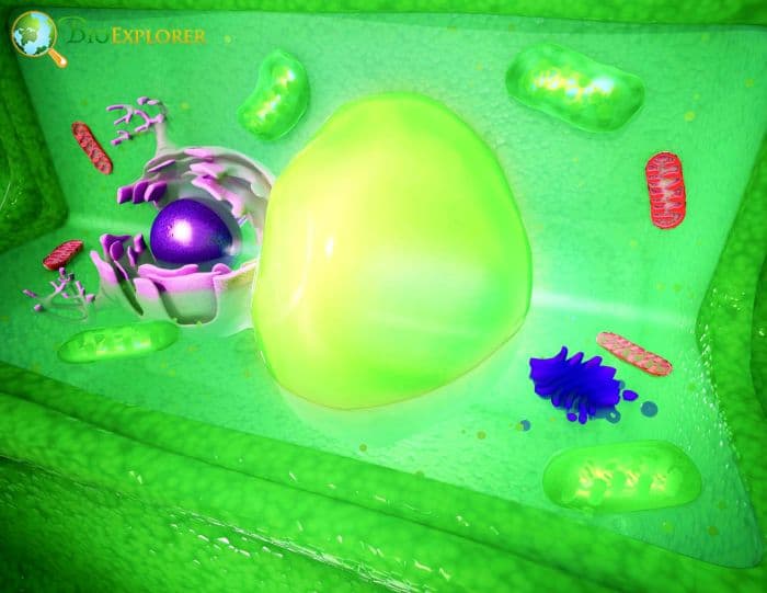 Cell Wall Cell Wall