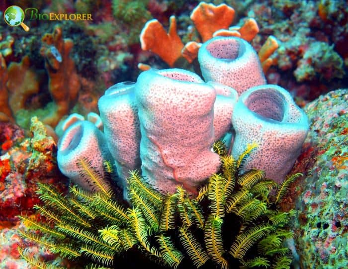 Corals and Sponges Corals and Sponges