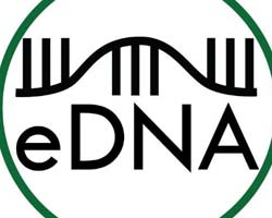 eDNA eDNA