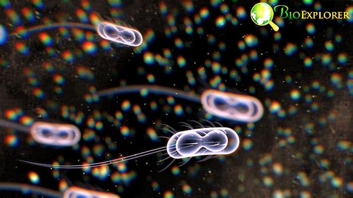 Ecoli Ecoli