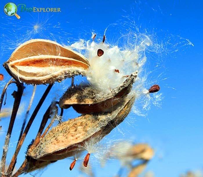 Flower Pollination Flower Pollination