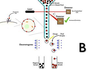 fluorescence assay