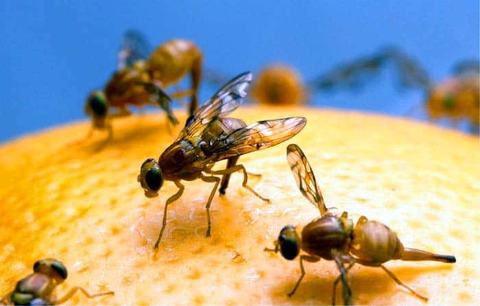 Fruit-fly Dicer Protein Fruit-fly Dicer Protein