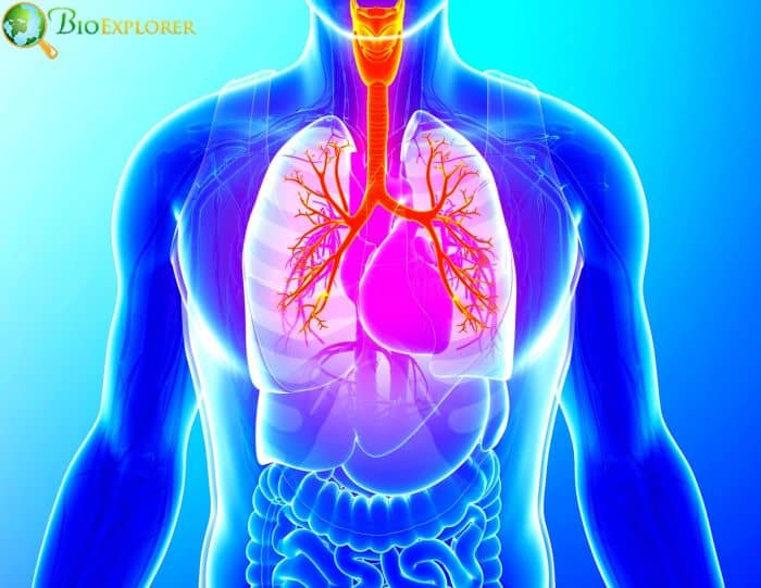 Human Lungs Human Lungs