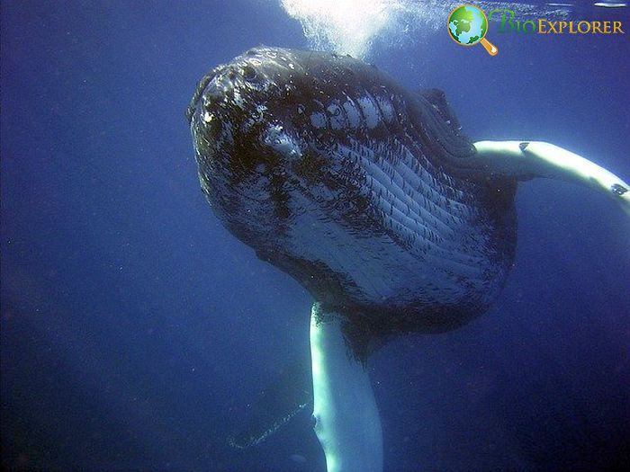 Humpback Whale Humpback Whale