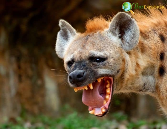 Hyenas Hyenas