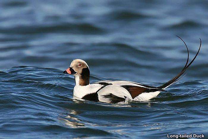 Long-Tailed Duck Long-Tailed Duck
