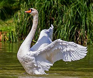 Mute Swan (Cygnus olor) Mute Swan (Cygnus olor)