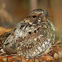 Nightjars