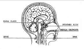 Pituitary Gland Pituitary Gland