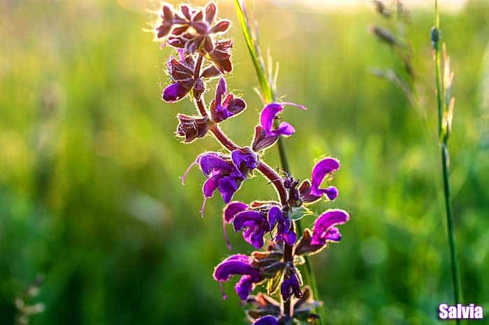Salvia Salvia