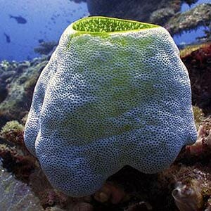 Sea Squirt Sea Squirt