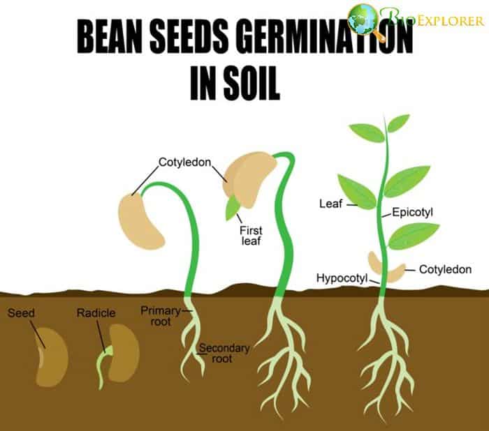 Seed Germination On Less Fertile Soil Seed Germination On Less Fertile Soil