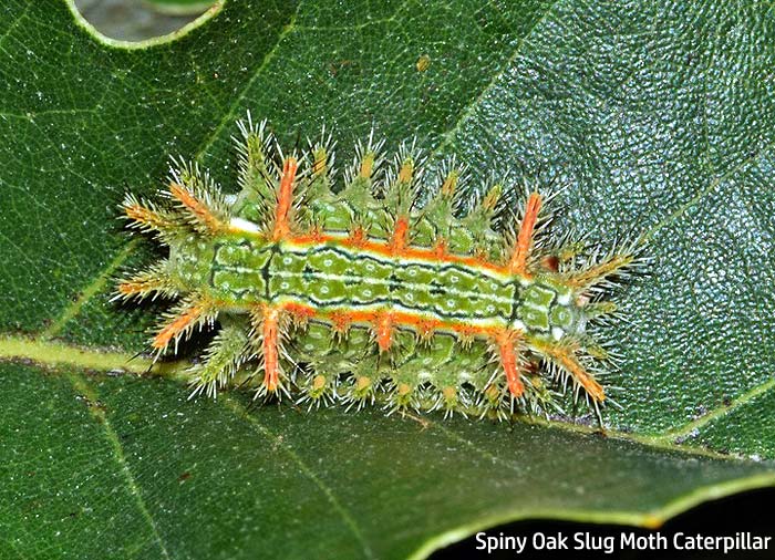 spiny oak slug moth cater spiny oak slug moth cater