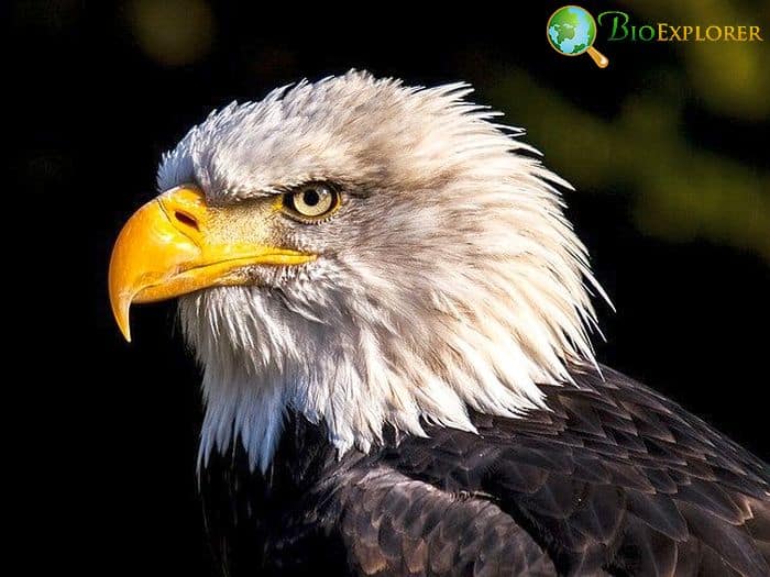 Bald Eagle (Massachusetts Bird) Bald Eagle (Massachusetts Bird)