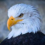 Bald Eagle In Massachusetts Bald Eagle In Massachusetts