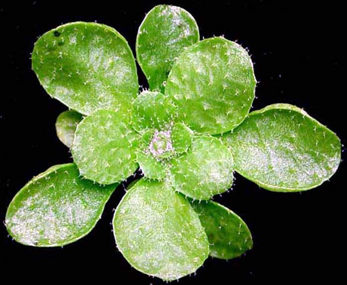 Arabidopsis thaliana Arabidopsis thaliana