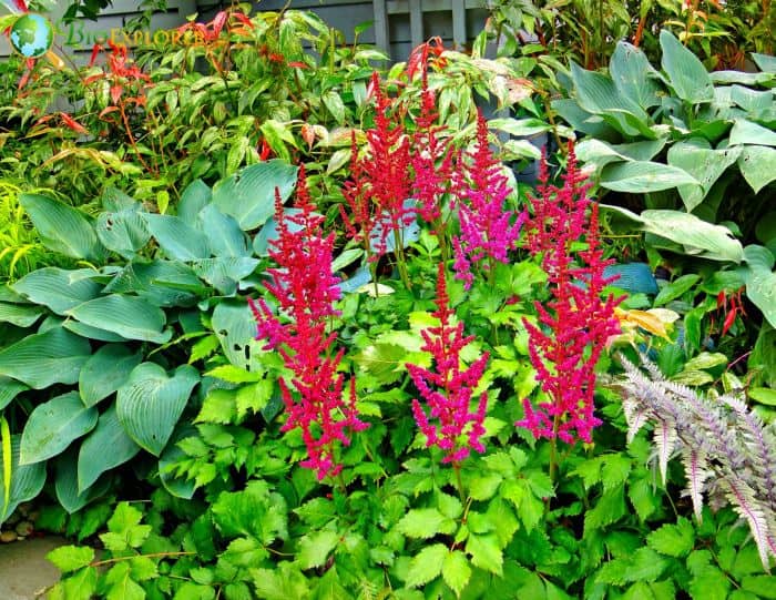 Astilbe Astilbe chinensis