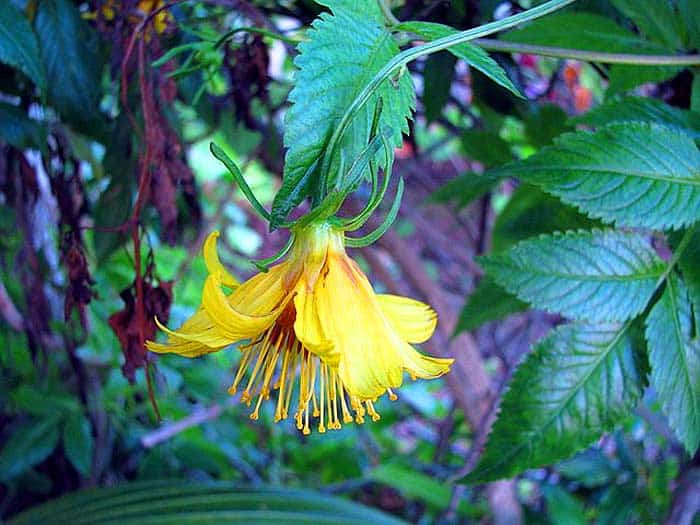 Bidens cosmoides Bidens cosmoides