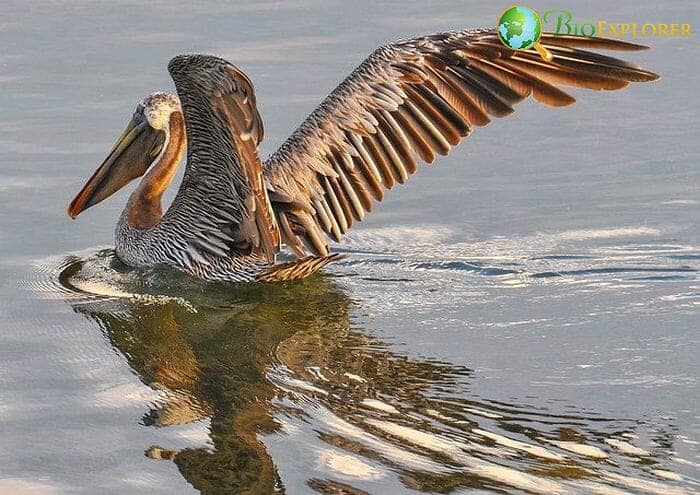 Brown Pelican (Oregon Birds) Brown Pelican (Oregon Birds)