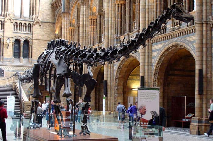 Diplodocus