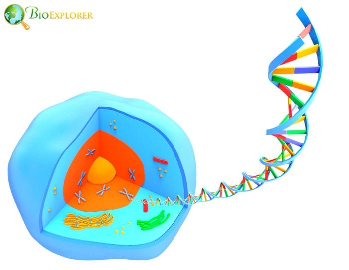 Epigenetic Information In Cellular Components Epigenetic Information In Cellular Components