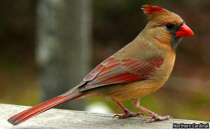 Florida Northern Cardinal (Female) Florida Northern Cardinal (Female)