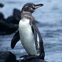 Galapagos Penguin Galapagos Penguin
