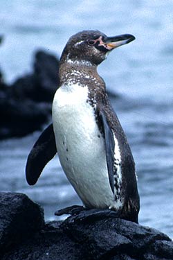 Galapagos Penguin Galapagos Penguin