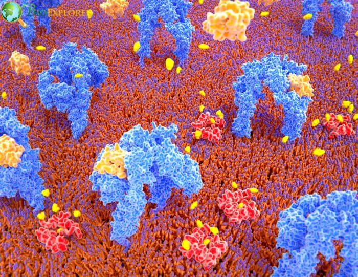 Insulin Activates Glucose Transport Into A Cell By Binding To Insulin Receptors Insulin Activates Glucose Transport Into A Cell By Binding To Insulin Receptors