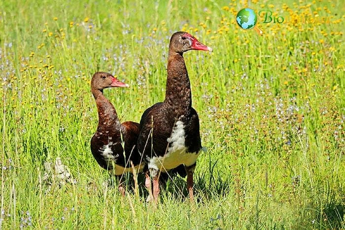 Spur Winged Goose (Toxic Bird) Spur Winged Goose (Toxic Bird)