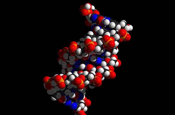 Synthetic DNA Molecule Synthetic DNA Molecule