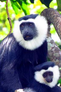 Ursine Colobus Ursine Colobus