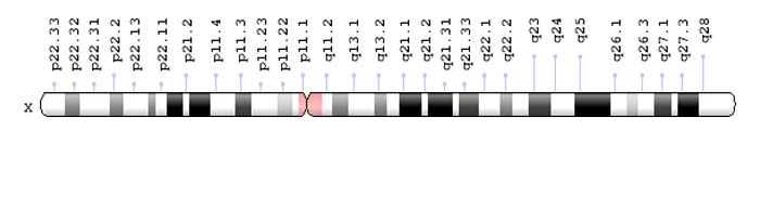 X-Chromosome X-Chromosome