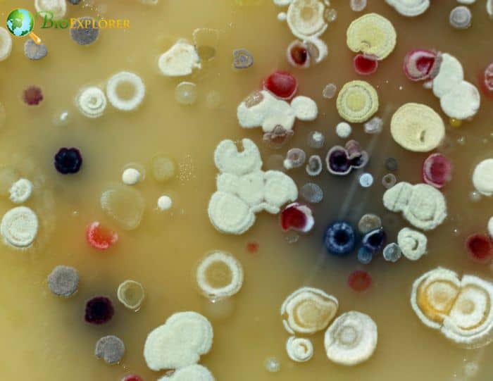 Actinobacteria Actinobacteria