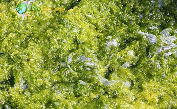 Algae Species Algae Species